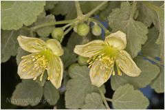 Clematis wightiana